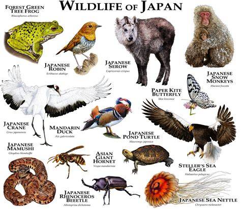 Endemic To Japan