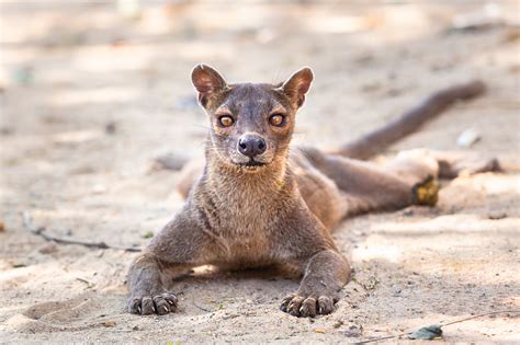 Endemic To Madagascar