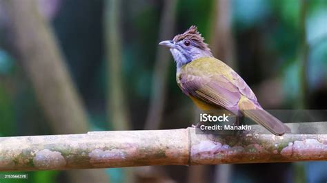 Endemic To Palawan