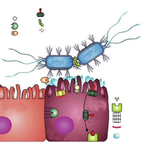 Enteroaggregative E Coli