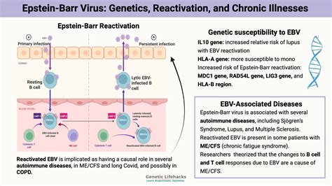 Epstein Barr Virus Life Expectancy