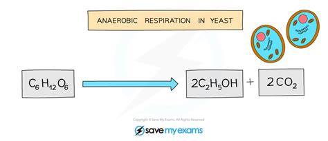 Equation For Yeast