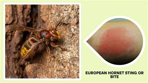 European Hornet Do They Sting