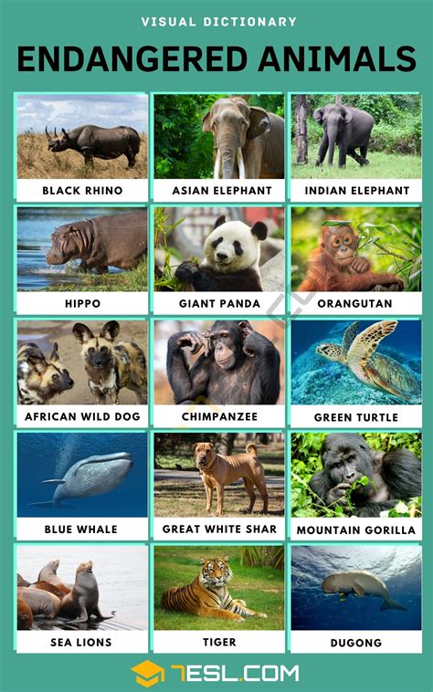 Examples Of Endangered Animals