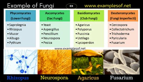 Examples Of Fungi