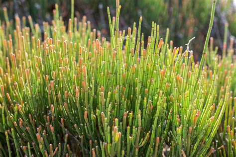 Examples Of Gnetophyta