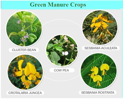 Examples Of Green Manure Crops