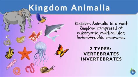 Examples Of Kingdom Animalia