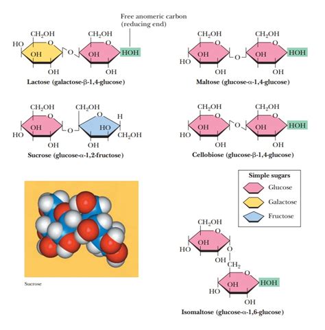 Examples Of Oligosaccharides