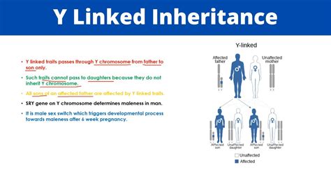 Examples Of Y Linked Disorders