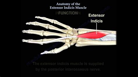 Extensor Indicis Muscle