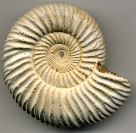 Extinction Of Ammonites