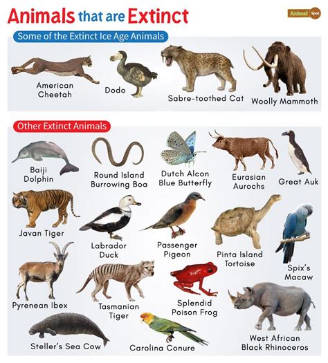 Extinction Of Animals