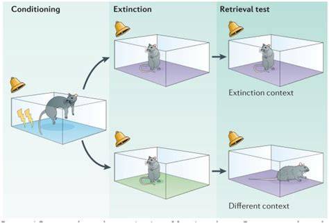 Extinction Of Conditioned Fear