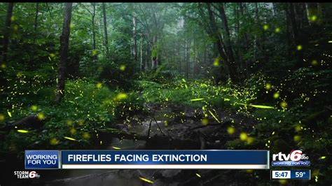 Extinction Of Fireflies News