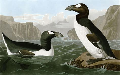 Extinction Of Great Auk