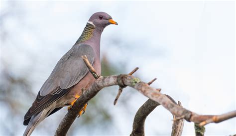 Extinction Of Passenger Pigeon Was Due To