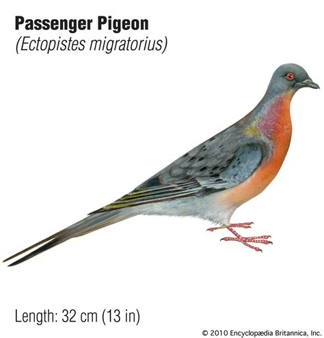 Extinction Of Passenger Pigeon