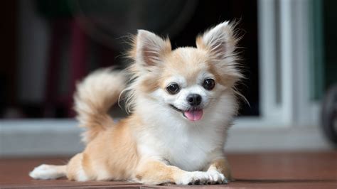 Facts About Chihuahuas