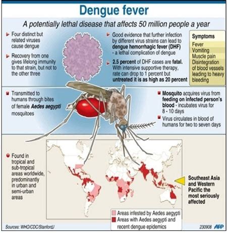 Facts About Dengue Virus