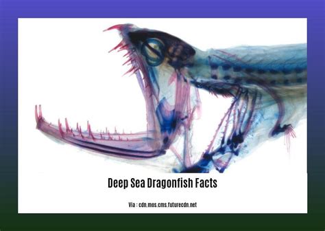 Facts About Dragonfish