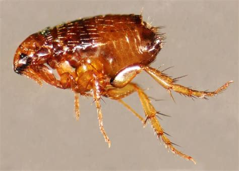 Facts About Fleas
