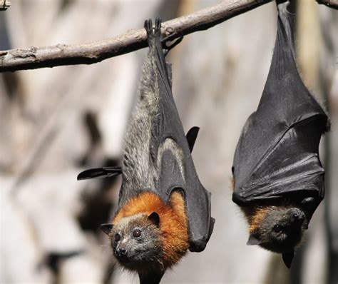 Facts About Flying Fox