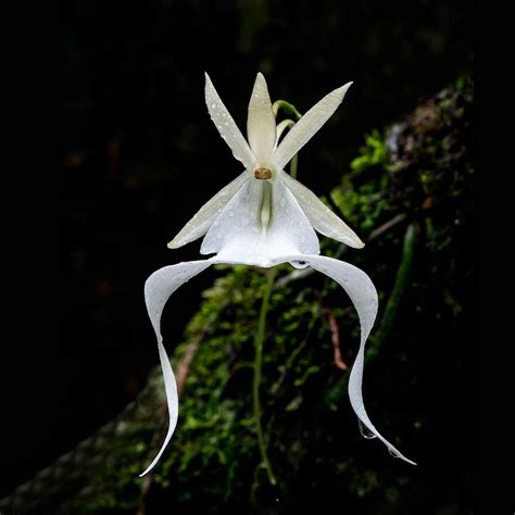Facts About Ghost Orchid