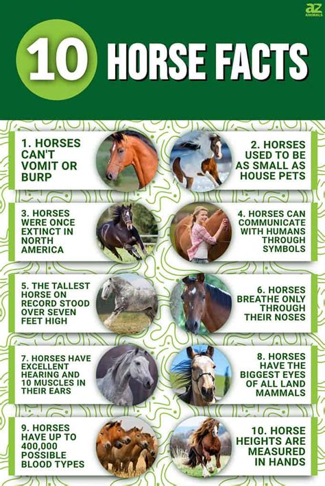Facts About Horses