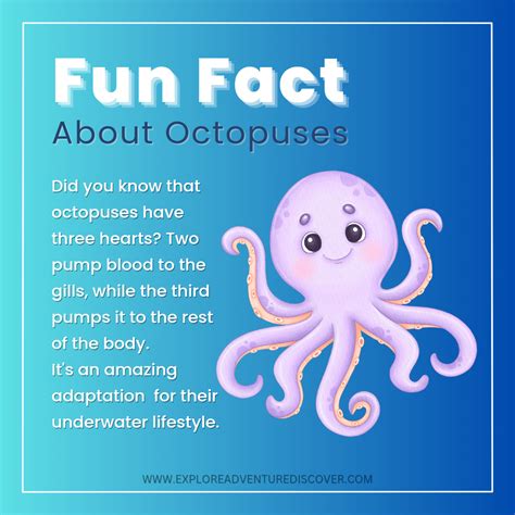 Facts About Octopus Hearts