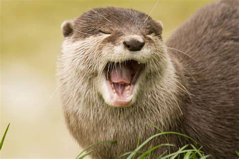 Facts About Otters