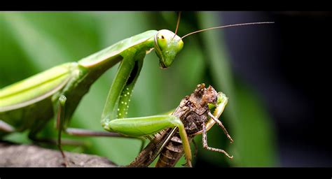 Facts About Praying Mantis