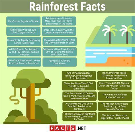 Facts About Rainforest