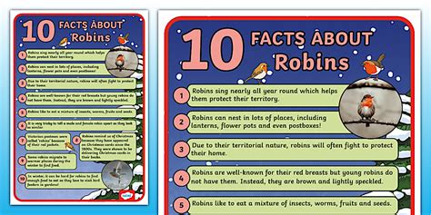 Facts About Robin For Kids