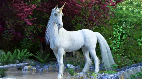 Facts About Unicorns