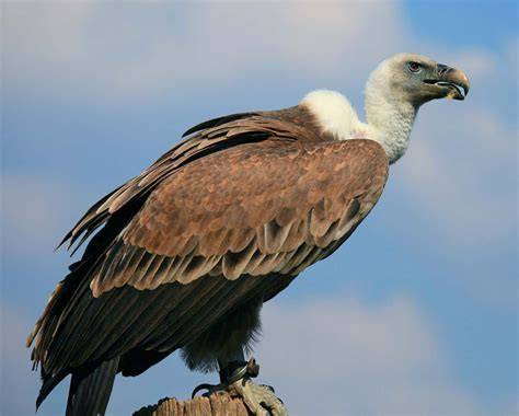 Facts About Vulture Bird