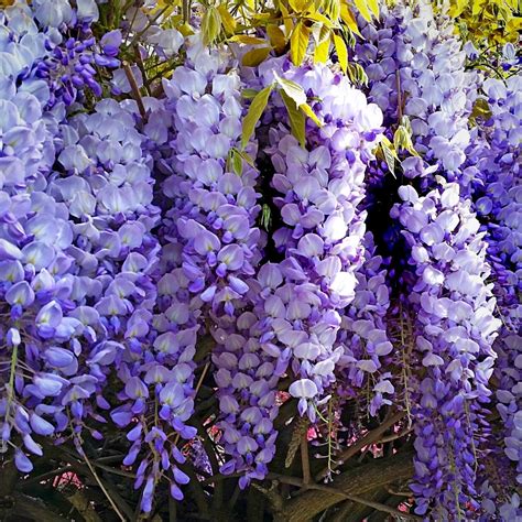 Facts About Wisteria Flowers