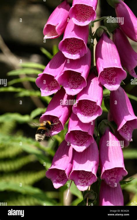 Family Of Digitalis