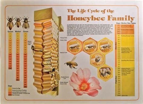 Family Of Honey Bee