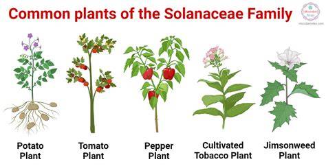Family Of Plants