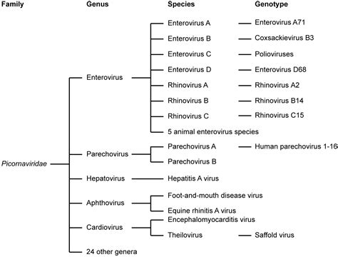 Family Of Viruses