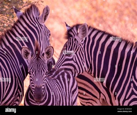 Family Of Zebra