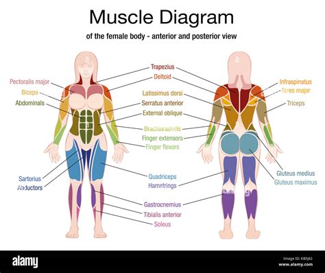 Female Human Muscle Anatomy