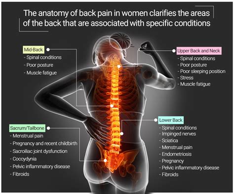 Female Lower Back Anatomy