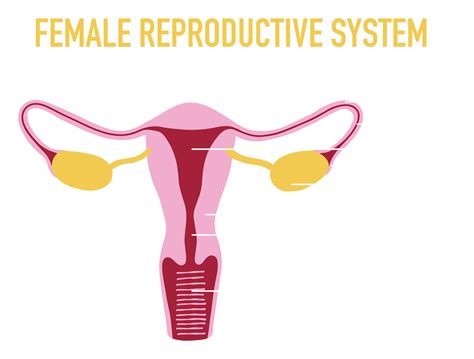 Female Reproductive System Lateral