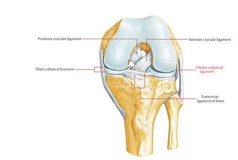 Fibular Collateral Ligament