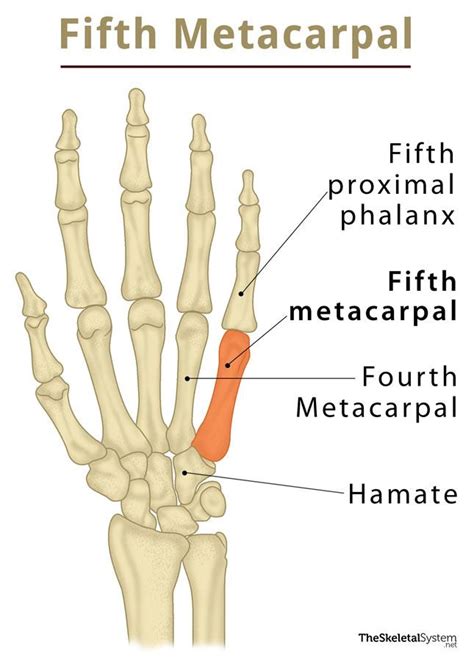 Fifth Metacarpal Bone