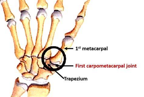 First Carpometacarpal Joint