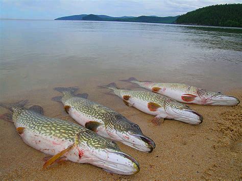 Fish Endemic To Lake Baikal