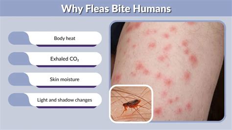 Fleas Do They Bite Humans